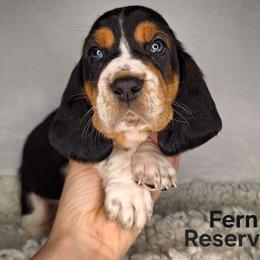 Fern - Black brown and white male Basset Hound puppy in Mack's Creek, Missouri from Mack's Creek Basset Hounds