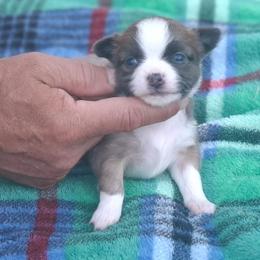 Treatz - Blue fawn male Chihuahua puppy in Gray, Louisiana from Chi Chi's Place LLC
