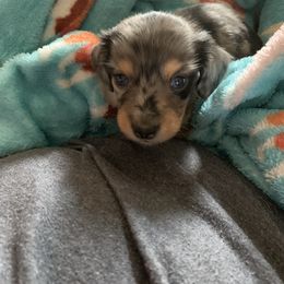 Dachshund Puppies from Shelly Jo’s Dachshunds