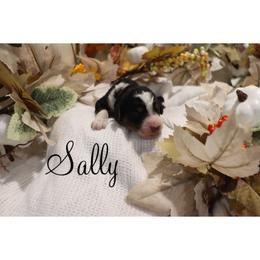 Sally - Tri-color female Bernedoodle puppy in Helper, Utah from Doodle Love Utah