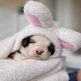 Trinity - Brown and white female Sheepadoodle puppy in Rocky Point, North Carolina from CelticDoods