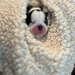 Boston Terrier Puppies from Rhonda Binkard