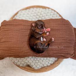 Dr. Pepper - Red tri male Miniature Australian Shepherd puppy in Oklahoma City, Oklahoma from Outland Toy & Mini Aussies