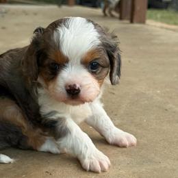 Diamond - Tri-color female Cavalier King Charles Spaniel puppy in Brashear, Texas from Double R farms
