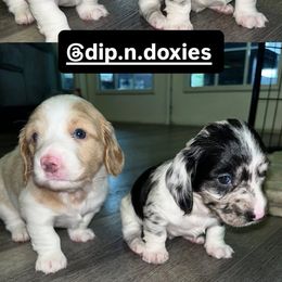 Cookies n Cream - Dapple female Dachshund puppy in Brooksville, Florida from Dip N Doxie