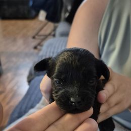 Midnight - Black male Maltipoo puppy in Everett, Washington from Meadows Ranch