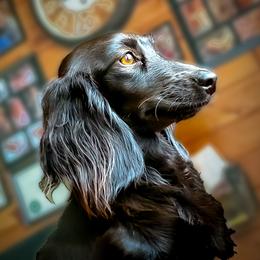 Godiva - Dachshund