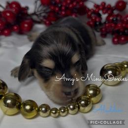 AKC Aladdin - Dapple male Dachshund puppy in Jena, Louisiana from Amy’s Mini Doxies