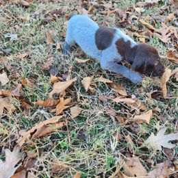 Mr Big 4 - Liver roan male German Shorthaired Pointer puppy in Troy, North Carolina from Uwharrie GSP