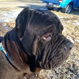 Neapolitan Mastiffs and Saint Bernards from Sapphire
