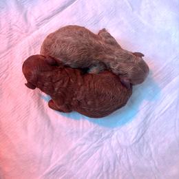 Poodle puppies from Cinnamon Toffee
