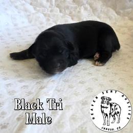 Vern - Black tri male Toy Australian Shepherd puppy in Jaroso, Colorado from Heaven Sent Aussies