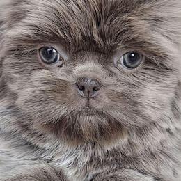 GRACIE - ADOPTED! - Lilac female Shih Tzu puppy in Middle Grove, New York from Beirin Breige Shih Tzus