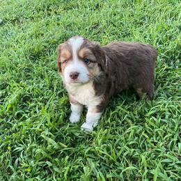 Red tri boy - Red tri male Toy Australian Shepherd puppy in Hillsboro, Illinois from Shoal Creek Puppies