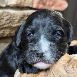 Onyx (Yellow Collar) - Black and chalk female Australian Labradoodle puppy in Mount Gilead, North Carolina from Tillery Labradoodles