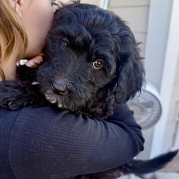 Sabrina - Black and white female Bernedoodle puppy in Springville, Utah from Oodles of Bernedoodles