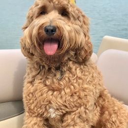 Australian Labradoodle All Grown Up from Lake Lure Labradoodles