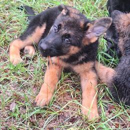 Ivona vom LegendLand - Black and red female German Shepherd puppy in Hillsborough County, Florida from Vom Legend Land