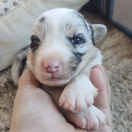 AKC - Quad Clear Merle - Boy 1 - Blue merle and white male Cardigan Welsh Corgi puppy in Tombstone, Arizona from WeVolution Off-Grid