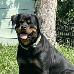 Maya - Rottweiler