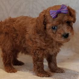 Jaycee - Red  female Poodle puppy in Milford, Indiana from Olde Heritage K-9