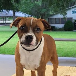 Staffordshire Bull Terrier Puppies from Rockstaff Staffords