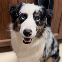 Hayes - Miniature Australian Shepherd