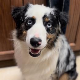 Hayes - Miniature Australian Shepherd