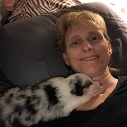 Aussiedoodle, Australian Shepherd, Miniature American Shepherd, and Miniature Australian Shepherd Puppies from Bline Family Farm