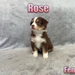 Miniature American Shepherd and Miniature Australian Shepherd Puppies from Regal Miniature American Shepherds | Regal Miniature Australian Shepherds