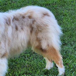 Australian Shepherds from Crab Point Australian Shepherds
