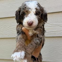 Rhett BLUE EYES - Chocolate merle male Bernedoodle puppy in Horseshoe Bend, Idaho from Over the Moon Poodles and Doodles