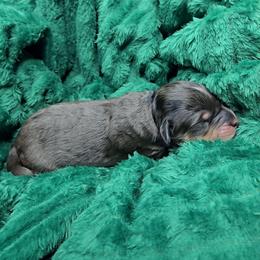 Muddie - female Australian Mountain Doodle puppy in Escondido, California from North County Doodles