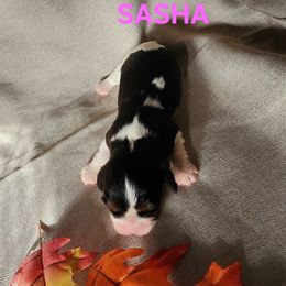 AKC SASHA - Tri-color female Cavalier King Charles Spaniel puppy in Joplin, Missouri, Missouri from HOL-A-DA CAVALIERS