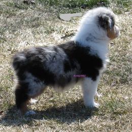 Australian Shepherd Puppies from Parsons Australian Shepherds