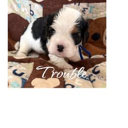 Trouble - Tri-color male Cavalier King Charles Spaniel puppy in Mystic Islands, New Jersey from Mystic Cavaliers LLC