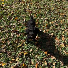 Rheavia - Poodle