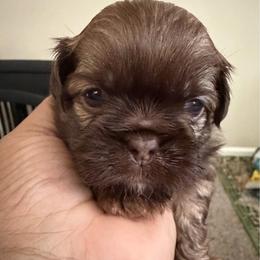 Bear - Liver male Shih Tzu puppy in Buford, Georgia from Shih Tzu by MayMay