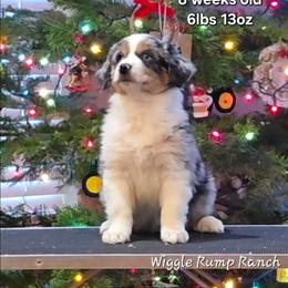 Tycho - Puppy 4 - Blue merle male Miniature American Shepherd puppy in Ellensburg, Washington from Wiggle Rump Ranch