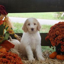 Australian Shepherd, Goldendoodle, and Poodle Puppies from 5AFarms