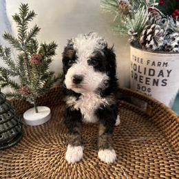 Bernedoodle Puppies from Little Diamond Doodles