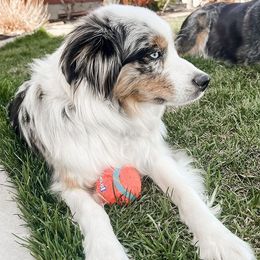 Miniature Australian Shepherds from Blue Sage Aussies