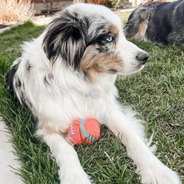 Miniature Australian Shepherds from Blue Sage Aussies