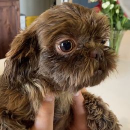 Shih Tzus, Shorkies, Yorkipoos, and Yorkshire Terriers from Little Rascal Ranch