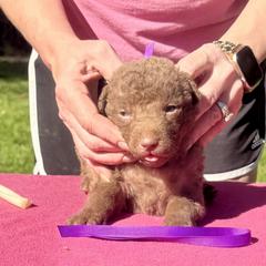Purple female - Brown female Chesapeake Bay Retriever puppy in Houston, Texas from Monarch Chesapeakes