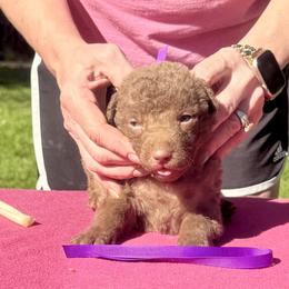 Purple female - Brown female Chesapeake Bay Retriever puppy in Houston, Texas from Monarch Chesapeakes