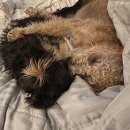 Schnoodle Puppies from Noodle Tings Puppies