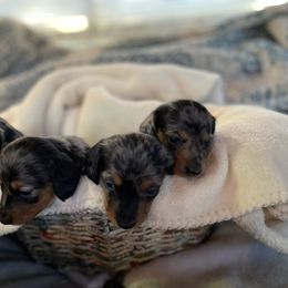 Dachshund Puppies from Darling Dapple (mini) Dachshund
