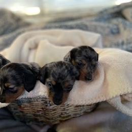 Dachshund Puppies from Darling Dapple (mini) Dachshund