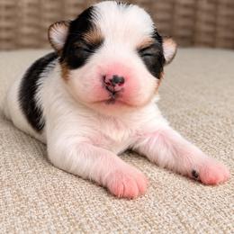 Marti - Parti female Yorkshire Terrier puppy in Jacksonville, Florida from Yorktown Yorkies